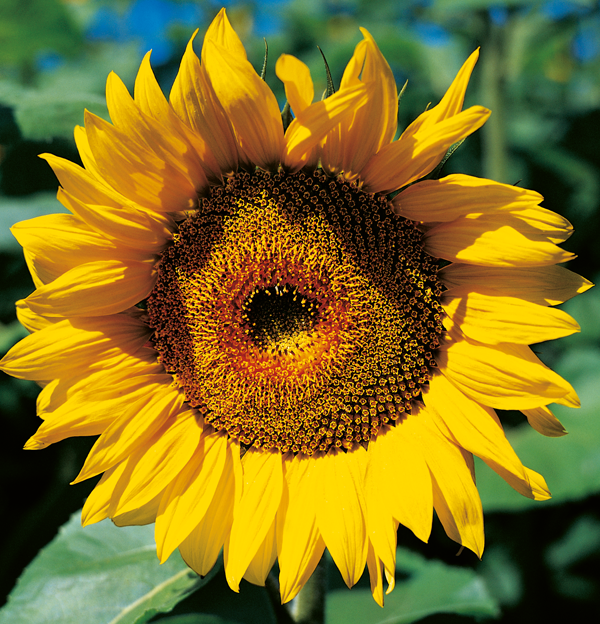 Tässä auringonkukassa on vielä tarpeeksi yksinkertaisia kukkia ja siten paljon ravintoa mehiläisille.