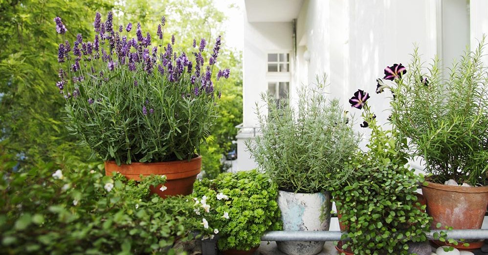 Aromaattiset italialaiset yrtit Aromaattiset italialaiset yrtit