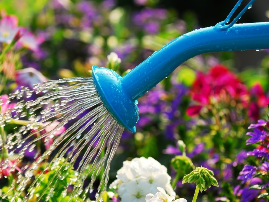 Vor dem Einpflanzen die Blumen durchdringend gießen Balkonpflanzen müssen vor dem Einsetzen in den Balkonkasten- oder -kübel durchdringend gewässert werden