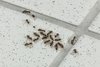 Muurahaisista aiheutuvien vahinkojen kohdennettu torjunta Neudorffin tuotteilla