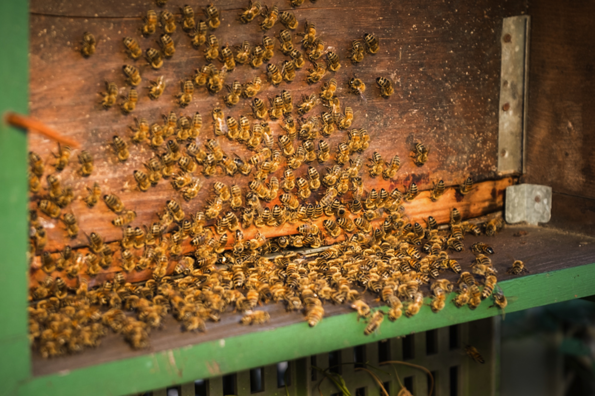Näitä ahkeria keräilijöitä voi auttaa käyttämällä kasvinsuojeluaineita, jotka eivät vahingoita mehiläisiä.