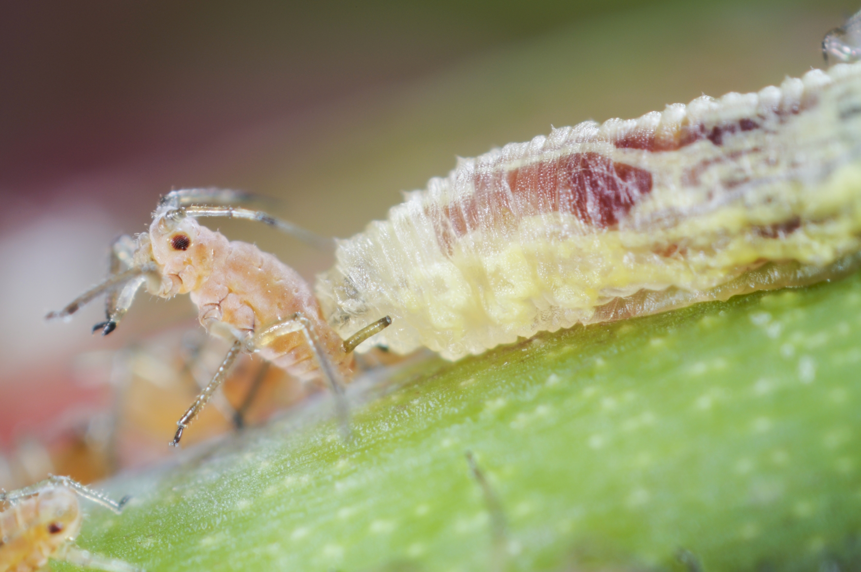 Schwebfliegenlarven fressen Blattläuse